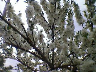 Arbolado urbano en Córdoba