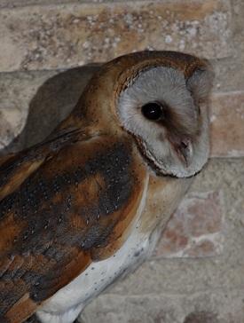 Control de especies, daños colaterales.