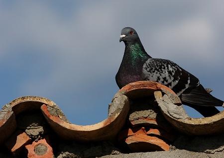 Control de especies, daños colaterales.