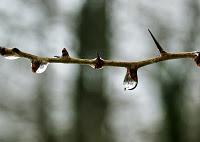 Llora hasta que los mocos te devoren