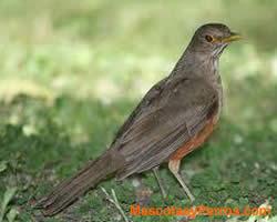 fotos Mascotas Aves Zorzal Colorado