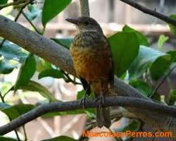 fotos Mascotas Aves Zorzal Colorado