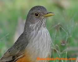 fotos Mascotas Aves Zorzal Colorado