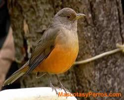 fotos Mascotas Aves Zorzal Colorado