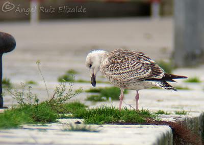 Gavión y moñudo...