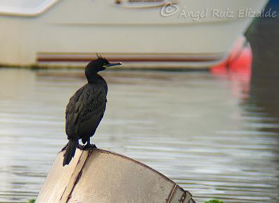 Gavión y moñudo...
