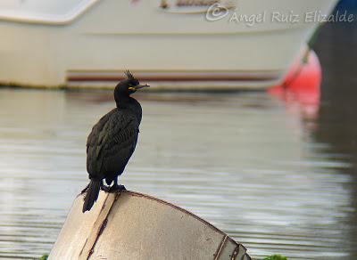 Gavión y moñudo...