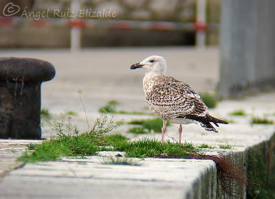 Gavión y moñudo...