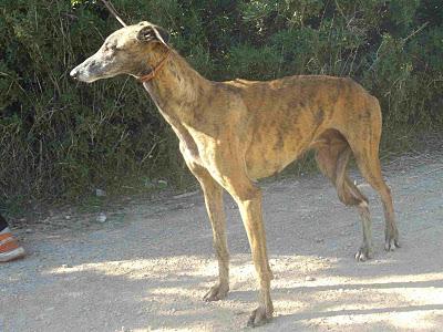 ALI, Galguita verdina preciosa en la perrera. (Valencia)