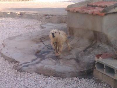 El triste perrito mini, 7 años atado a un metro de cadena..necesito acogida urgente. (Murcia)