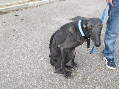 EXTREMADAMENTE URGENTE PARA ESTA GALGA,