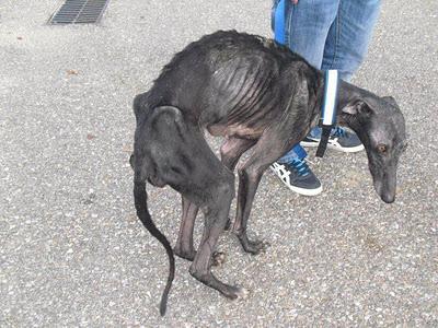 EXTREMADAMENTE URGENTE PARA ESTA GALGA,