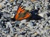 Mariposas invierno