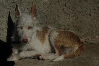 PIÑA NECESITA ADOPCIÓN, está en Zaragoza.