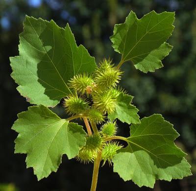 Xanthium Strumarium L