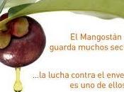 Mangostán, Fruta