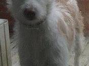 Piña, preciosidad podenco