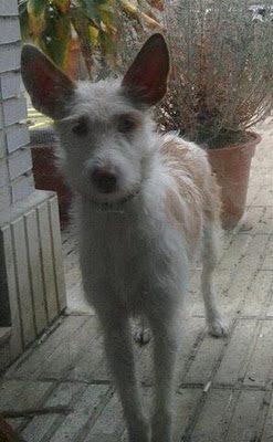 Piña, una preciosidad de podenco