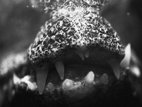 Alligator Teeth