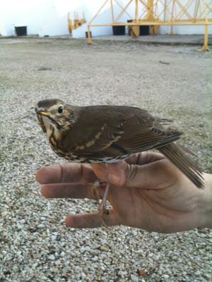 Viveros del Parque del Alamillo (SE)  --  4/01/12