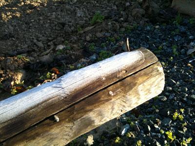 Viveros del Parque del Alamillo (SE)  --  4/01/12