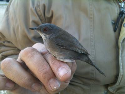 Viveros del Parque del Alamillo (SE)  --  4/01/12