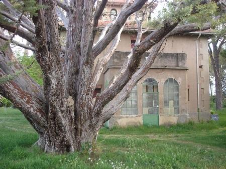 Árboles Singulares de Huesca - Ciprés de Plasencia