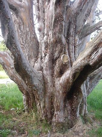 Árboles Singulares de Huesca - Ciprés de Plasencia