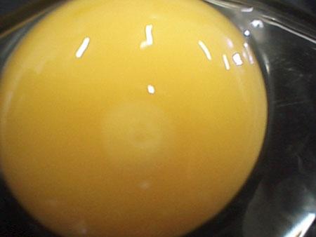 De huevo a pollo en una placa de Petri