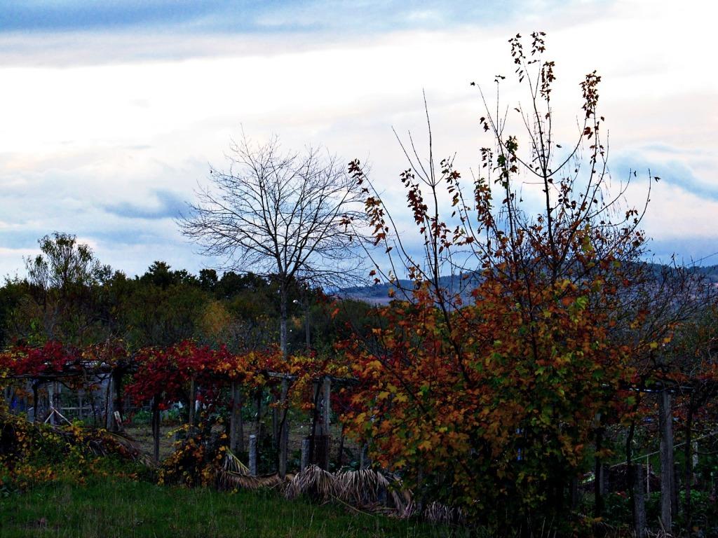 Pocos sitios en el mundo muestran tonalidades tan variados en sus paisajes de otoño e invierno - finales de noviembre 2011 en Galicia