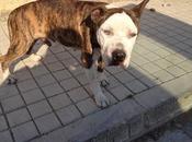 PITBULL ESQUELETICO, CIEGO MALTRATADO. SOS. URGENTE. VALENCIA‏