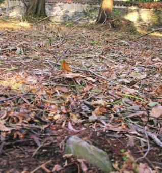 Una de las lápidas, tapada por la hojarasca. 