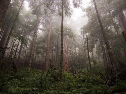 Más de 30 fotografías fabulosas de Bosques Mágicos