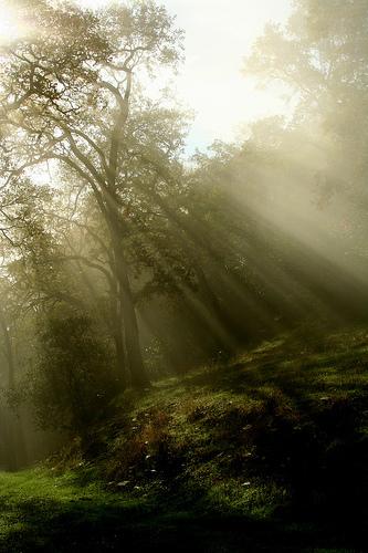 Más de 30 fotografías fabulosas de Bosques Mágicos