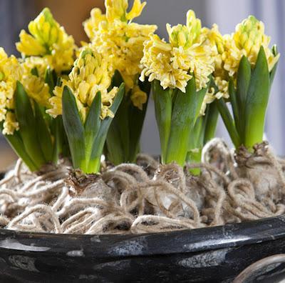 Alegrar con flores amarillas