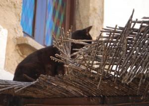 SENTIMIENTOS PERPLEJOS