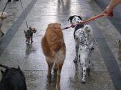 Quedada "perros viajando Madid"