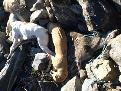La Fundación Luna denuncia la muerte de nueve galgos por envenenamiento.