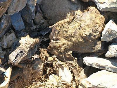 La Fundación Luna denuncia la muerte de nueve galgos por envenenamiento.