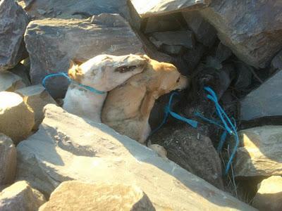 La Fundación Luna denuncia la muerte de nueve galgos por envenenamiento.