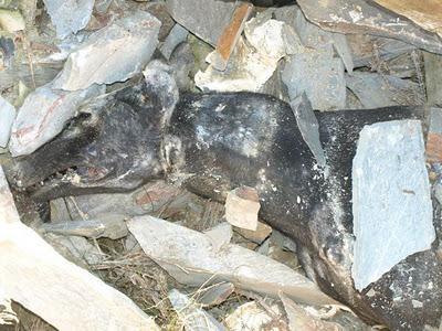 La Fundación Luna denuncia la muerte de nueve galgos por envenenamiento.