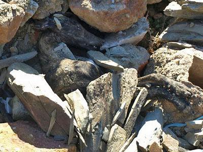 La Fundación Luna denuncia la muerte de nueve galgos por envenenamiento.