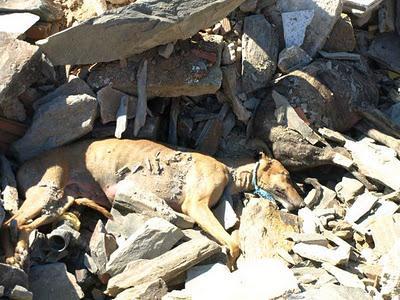 La Fundación Luna denuncia la muerte de nueve galgos por envenenamiento.