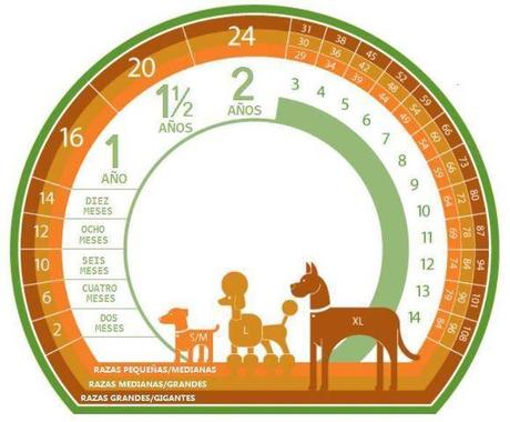 Equivalencia de años humanos en perros