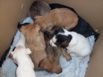 MUY URGENTE¡¡¡ CACHORRILLOS MINI EN UNA CAJA DE CARTÓN EN MEDIO DE LA HUERTA, MURCIA!‏