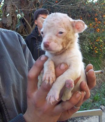 MUY URGENTE¡¡¡ CACHORRILLOS MINI EN UNA CAJA DE CARTÓN EN MEDIO DE LA HUERTA, MURCIA!‏