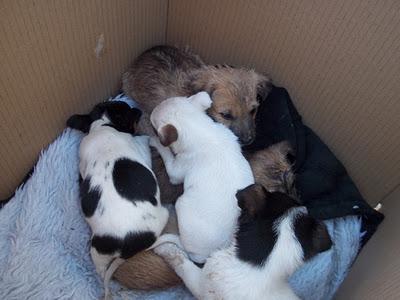 MUY URGENTE¡¡¡ CACHORRILLOS MINI EN UNA CAJA DE CARTÓN EN MEDIO DE LA HUERTA, MURCIA!‏