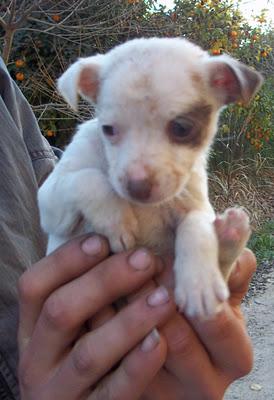 MUY URGENTE¡¡¡ CACHORRILLOS MINI EN UNA CAJA DE CARTÓN EN MEDIO DE LA HUERTA, MURCIA!‏