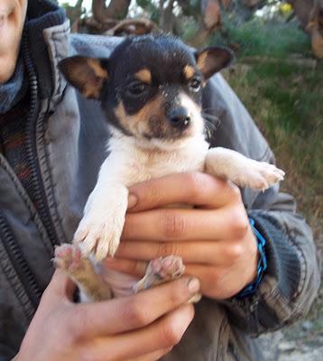 MUY URGENTE¡¡¡ CACHORRILLOS MINI EN UNA CAJA DE CARTÓN EN MEDIO DE LA HUERTA, MURCIA!‏