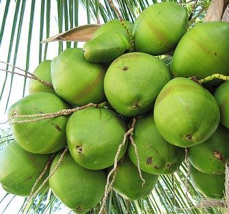 Beneficios del agua de coco. Beneficios del agua de coco